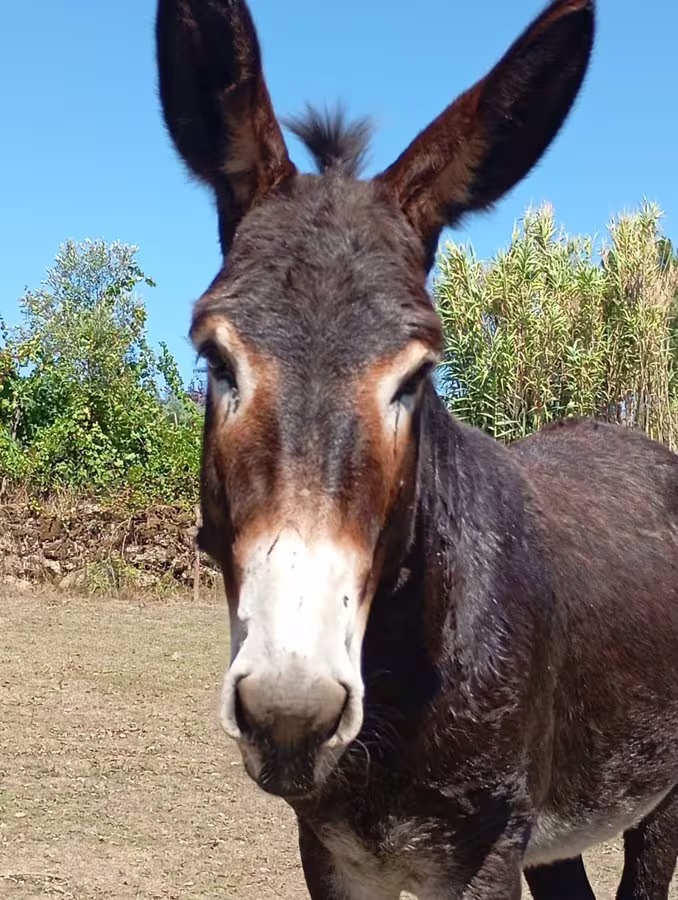 Donkey at Quinta da Barroca do Cabo